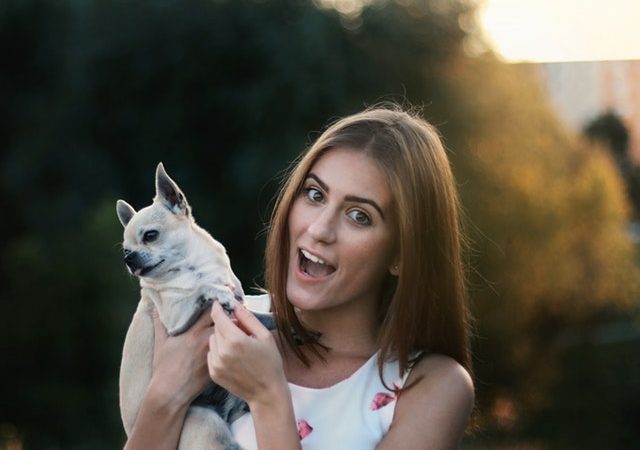 Choosing a Large Dog Bed